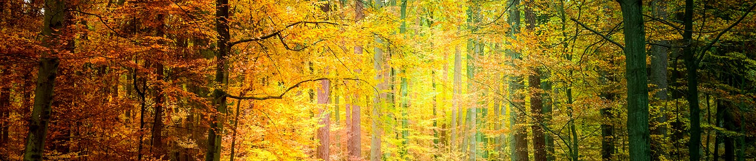 Skog med höstfärger.